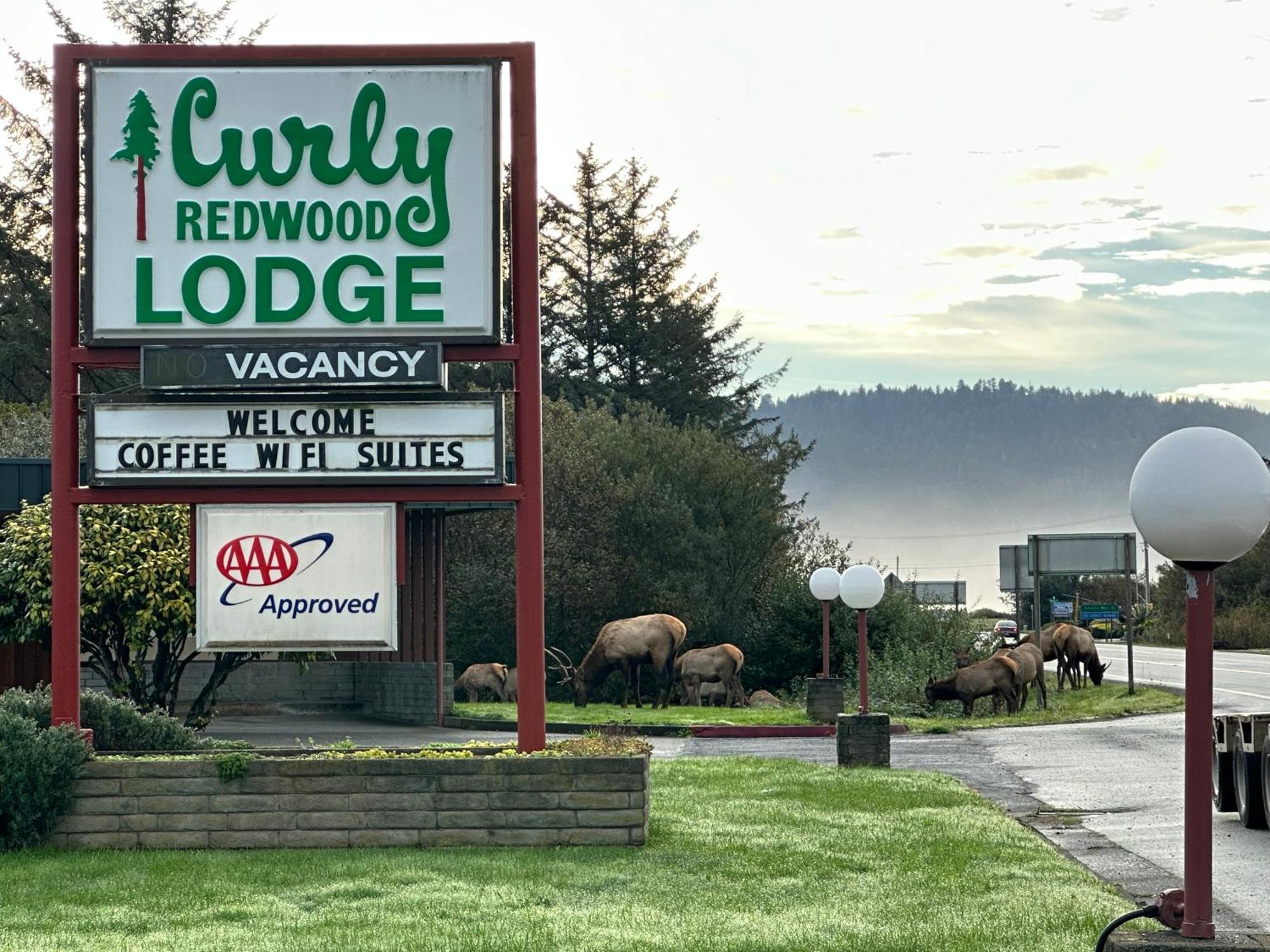 Curly Redwood Lodge Crescent City Exteriér fotografie